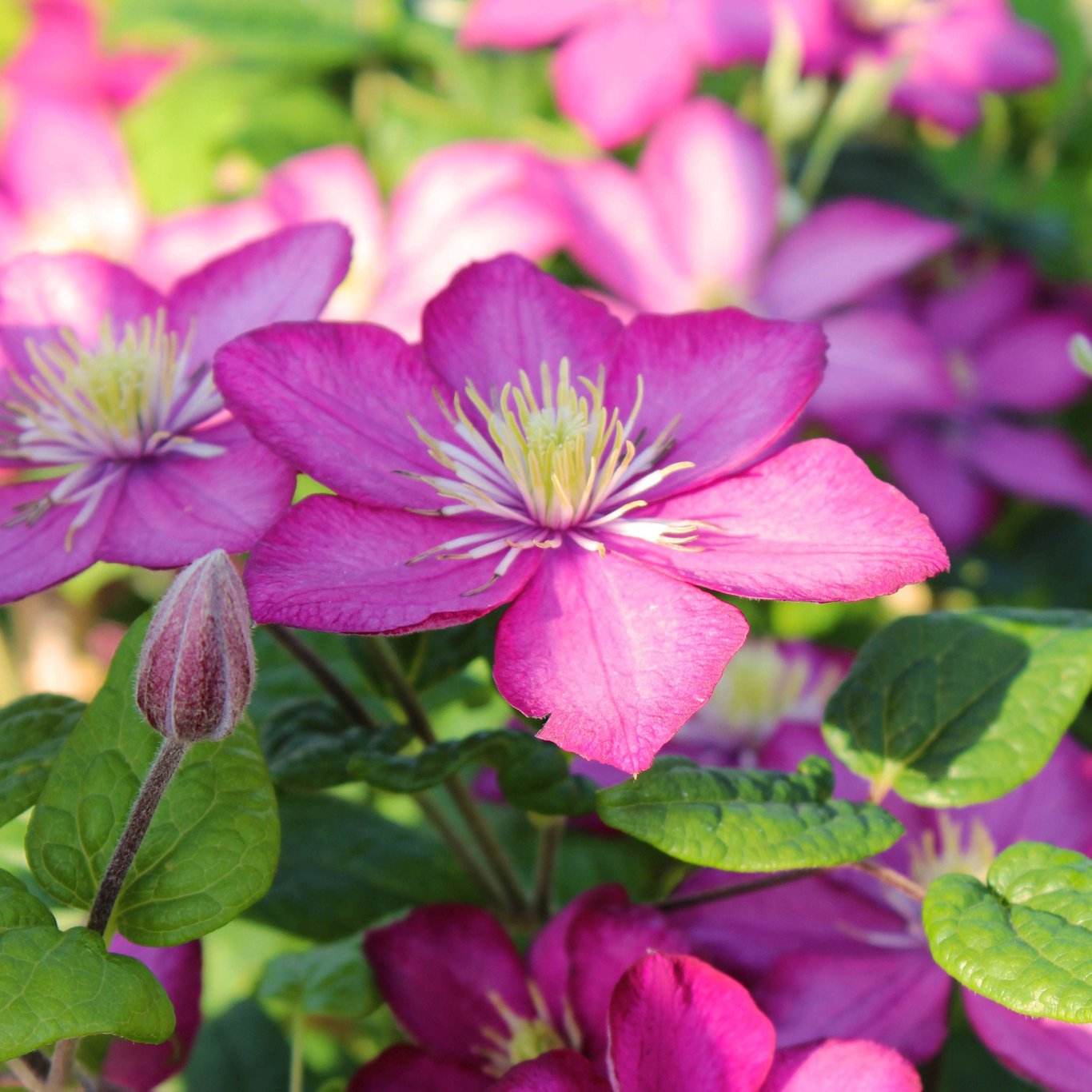 Klematis – Clematis 'Ville de Lyon' - C2 50-60 CM 3 Stick